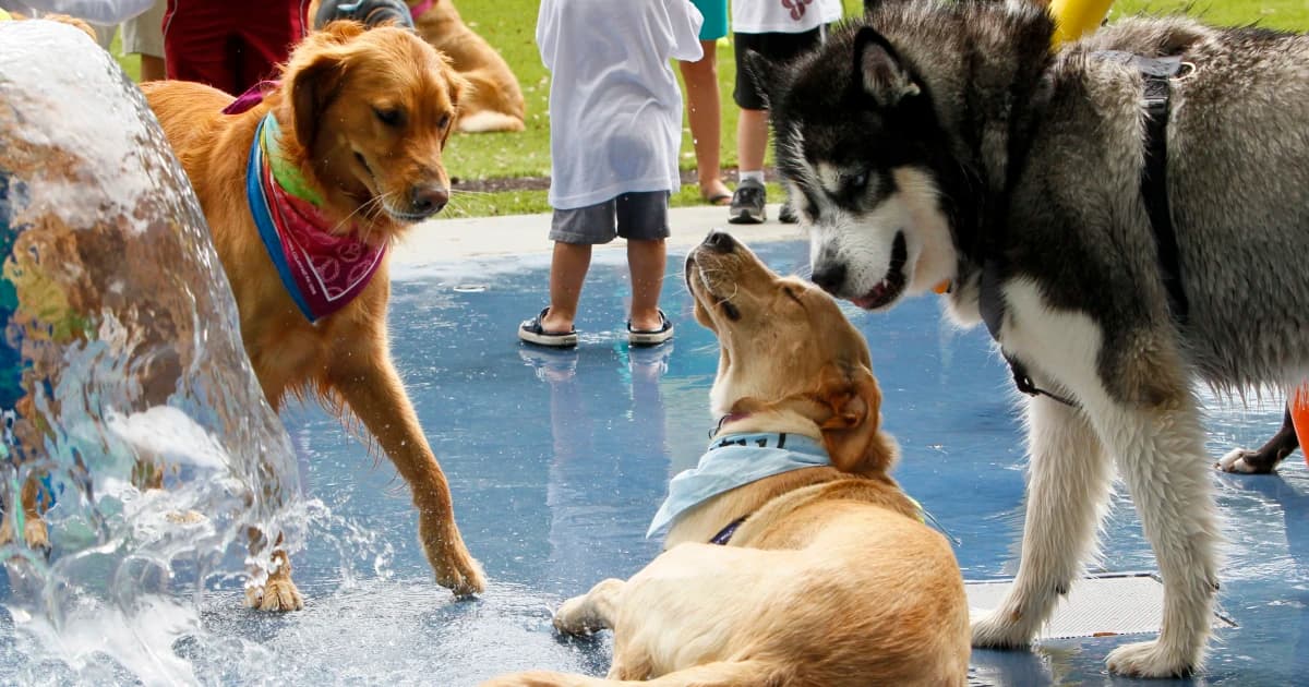 Dogs playing at splash pad